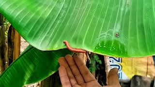 LUWING  Hunting for Millipedes in the Wild eps 11 millipede [upl. by Petr]