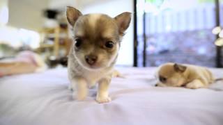 Sleepy chihuahuas in car [upl. by Licec]