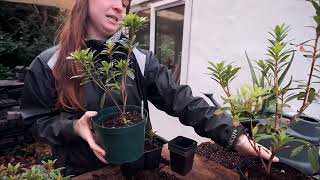 Repotting Rhododendrons  Burncoose [upl. by Alilad]