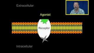 Agonist and Antagonists [upl. by Shih]