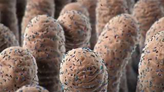 Beneficial Bacteria  Restoring Nature’s Balance  NobleBio  Cortical Studios  MoA Animation [upl. by Adlez]