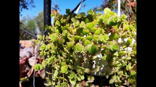 Cuidados de la Crassula pellucida var marginalis  Crassula corazón [upl. by Wilber]