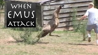 When Emus Attack  Emu Chases Man [upl. by Nashoma439]