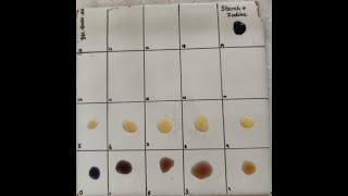 Amylase activity  Determination of Achromic point [upl. by Otanod]