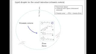 518 Understand not memorize metabolism Postprandial Lipid digestion and absorption [upl. by Norrv]