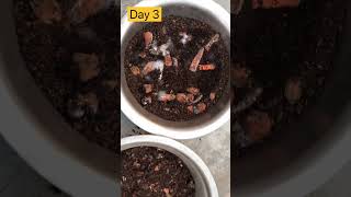 composting for beginners composting homecomposter gardening [upl. by Janna]