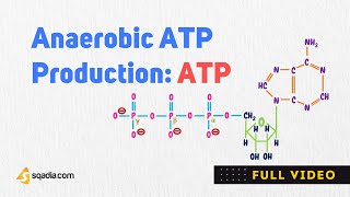 Anaerobic ATP Production  Adenosine Triphosphate ATP Biosynthesis Biochemistry [upl. by Hayidan]