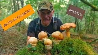 BROTE DE CESÁREAS BOLETUS Y OTRAS ESPECIES COMESTIBLES [upl. by Yerrok]