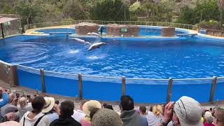 palmitos park gran canaria dolphin show  parque palmitos gran canaria espectáculo de delfines [upl. by Leanahtan]