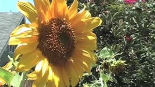 Sunflower Timelapse [upl. by Marvella]