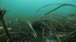 20211002  Atlantic Tomcod S of Clarks Island in Duxbury Bay [upl. by Manolo319]