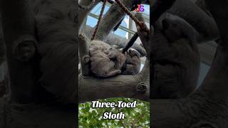 Discover the world of sloths These slowmoving treedwelling mammals slothday giantsloth [upl. by Ladnyc]