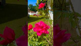 Roses 🌹 beautiful roses  I had this rosebush for over 25 years Rose Roses Flowers 🌹￼ [upl. by Misty250]