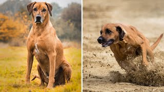 Rhodesian Ridgeback The Popular Dog Breed In The World [upl. by Ajssatsan]