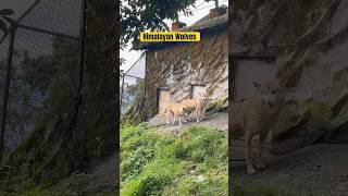 Himalayan Wolves in Action – A Rare Sight at Darjeeling Zoo darjeelingzoo wolves shortsviral zoo [upl. by Aika971]