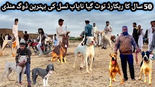 Pakistan Biggest Sunday Dogs Market 22102024  Kohati Gultair vs Bully kutta  Pk Animals [upl. by Nitsyrc198]