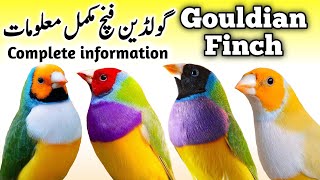 Lady Gouldian Finch Breeding Tips  Gouldian Finch Nest Box Cage amp Seed  Gouldian Finch Male Female [upl. by Nuoras]