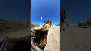 Running and playing with toys in the GREYHOUND RESCUE CENTER  GALGO POV [upl. by Naesal708]