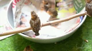 quotThe Struggle for Life A Tale of Rescuing Weaver Bird Chicksquot [upl. by Lucinda]