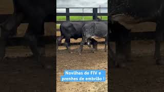 Novilhas 12 sangue de FIV  prenhes de embrião 37 9 9134 3818 [upl. by Steele]