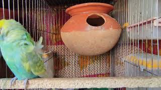 budgies mating call and sound parakeet budgie parrot bird [upl. by Id]