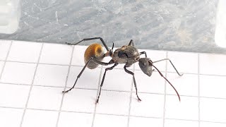 Polyrhachis laboriosus Nigeria [upl. by Pump]