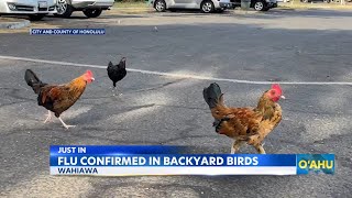 First case of avian flu discovered from birds on Oahu [upl. by Eitten278]