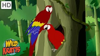 The Scarlet Macaw  One of the Worlds Largest Parrots  Wild Kratts [upl. by Ashley]