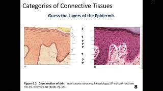 Integumentary System Lecture [upl. by Anaul]