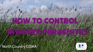 How to Control Invasive Phragmites [upl. by Younglove]