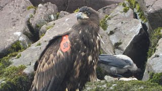 White tailed sea eagle Killarney national Park [upl. by Ahusoj372]