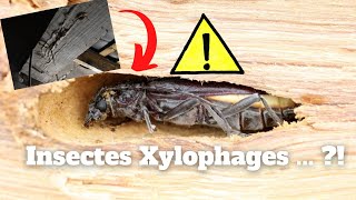 Traitement de charpente contre des Insectes Xylophages sur Blois [upl. by Odnalor]