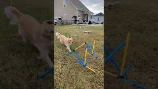 Itchy britches🤣goldenretriever agility jumping dogtraining fypシ゚ subscribe viralshorts [upl. by Martino]