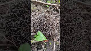 Amazing Hibernating Animals hibernationbearhedgehoggroundsquirrelanimalfactswildlife [upl. by Gar]