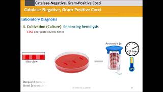 Streptococci Grampositive catalase negativecocci B [upl. by Haag]