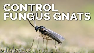 Foolproof Fungus Gnat Prevention and Control [upl. by Yrojram159]