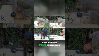 Backyard Squirrel Maze part 11 squirrel maze markrober youtube fyp fypシ [upl. by Jeroma783]