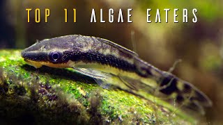 Aquarium Algae Issues What’s Causing It amp SIMPLE Solutions [upl. by Attenol422]