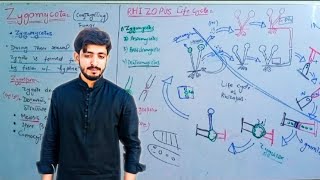 Zygomycota Zygomycetes  Conjugating Fungi   Biology 11th Chapter 8 Fungi [upl. by Nosae]