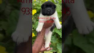 American Akita Puppy For Sale In BestDogsDealsIndia [upl. by Zetniuq]