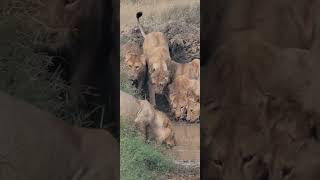 Lions Drinking Water A Rare Sight [upl. by Clarey]