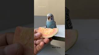 Tasty fruits 🍐 budgies lovebirds birdsetup aviary wowbirds parakeet petcare smallparrot [upl. by Fae]