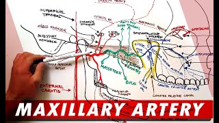 MAXILLARY ARTERY and its Branches  Anatomy Tutorial [upl. by Zel]