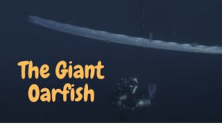 The Giant Oarfish Unraveling the Mysteries of the Deep Sea Serpent [upl. by Enirehtak490]