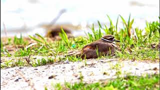 Bird Fakes Broken Wing  Killdeer Broken Wing Act [upl. by Beberg]