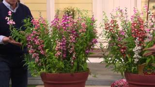 Robertas 4pc Arabesque Series Penstemon Collection with Dan Hughes [upl. by Kayne]