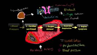 Video 5 Vasodilator amp Antianginal Drugs [upl. by Ahselat]