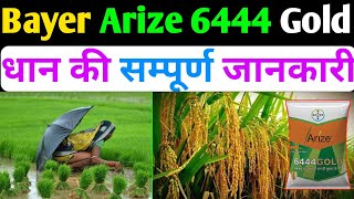 Arize 6444 Gold । Bayer Arize 6444 Gold । हाइब्रिड धान की उन्नत किस्म।Paddy Crop Best Seeds in India [upl. by Nirol757]