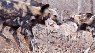 OVER 7 MILLION VIEWS Zebra birth amp Wild Dog interaction [upl. by Conn]