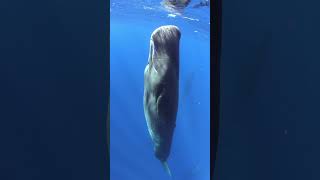 Sleeping sperm whale [upl. by Jala]